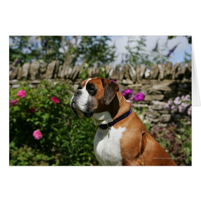 Perro Boxer en las flores (Anverso (Horizontal))