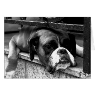 Perro Boxer en Windowsill gcnm