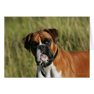 Perro Boxer mirando la cámara