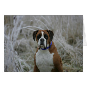 Perro Boxer sentado en la escarcha