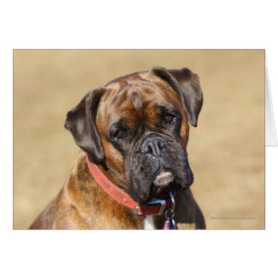 Perro Brindle del boxeador