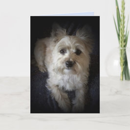 Perro Cairn Terrier "Perro Lover" Tarjeta de felic