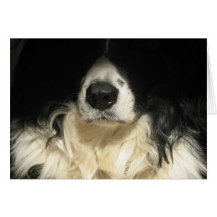 Perro cerrar