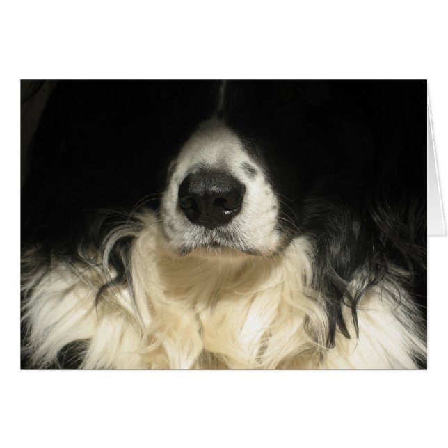 Perro cerrar (Anverso (Horizontal))