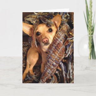 Perro Chihuahua en tarjeta de saludo abierta