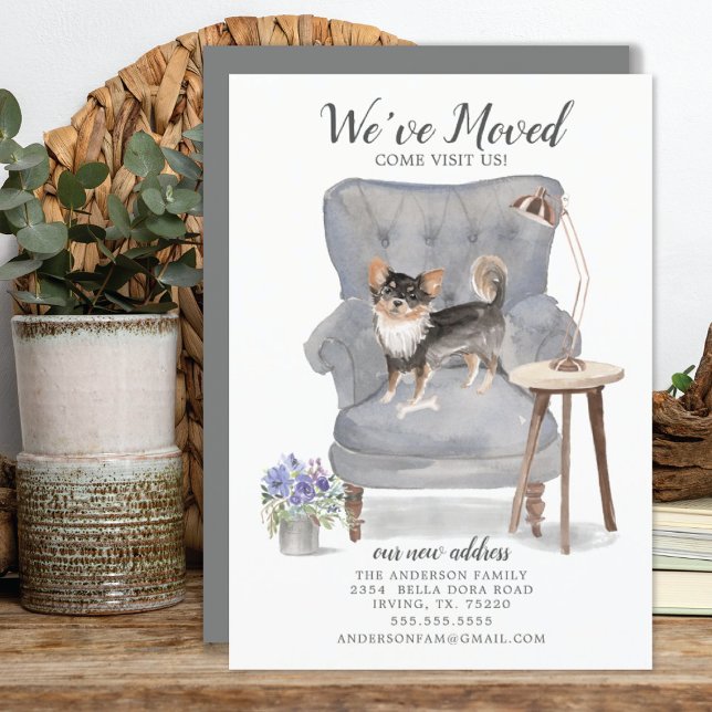 Perro Chihuahua que hemos movido la Invitación (Subido por el creador)