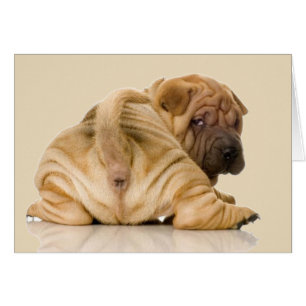 Perro chino chaval chiringuiso