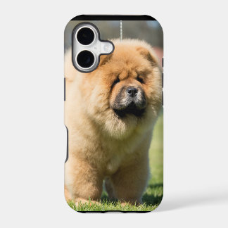 Perro chino de perro chino