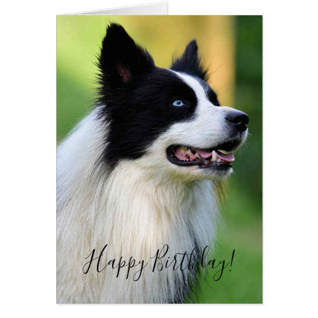 Perro collie de borde blanco y negro (Frente)