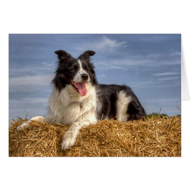 Perro collie en la frontera descansando en Hay Bal (Anverso (Horizontal))