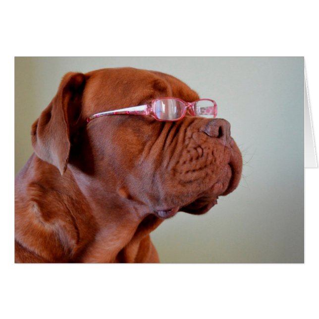 Perro con anteojos rosados (Anverso (Horizontal))
