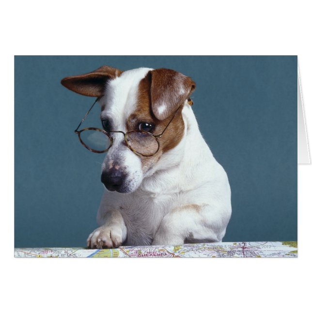 Perro con lentes de lectura estudiando el mapa (Anverso (Horizontal))