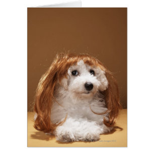 Perro con peluca de jengibre