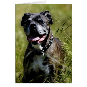 Perro cortado en la hierba