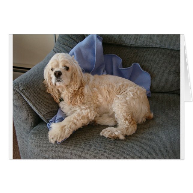 Perro Cute (Anverso (Horizontal))