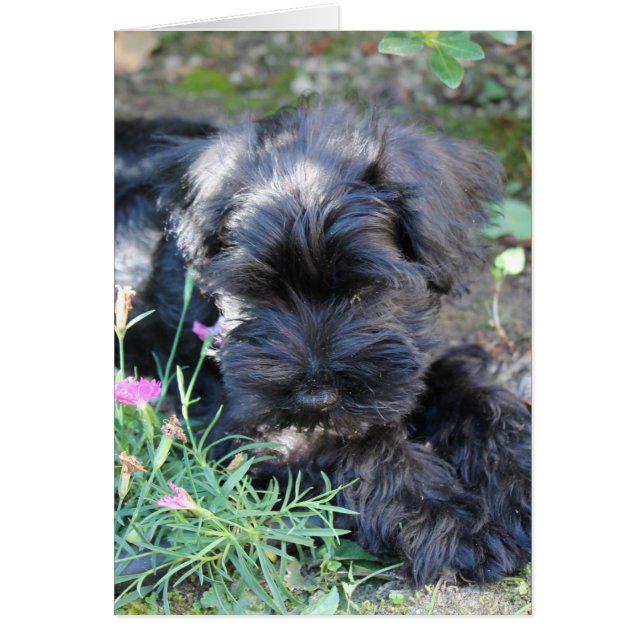 Perro Cute Terrier (Frente)