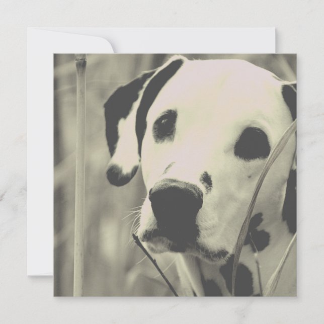 perro dalmátiano (Anverso)