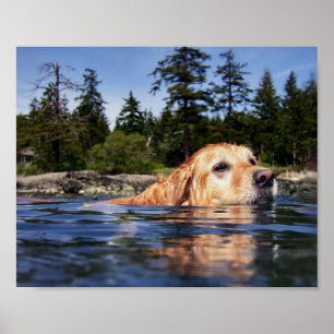 Perro de Agua - Impresiones de Arte Fino