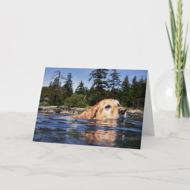 Perro de agua - tarjetas (Anverso)