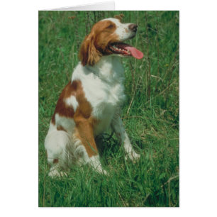 Perro de aguas de Bretaña
