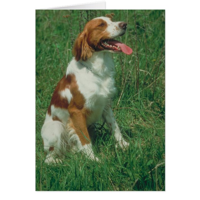 Perro de aguas de Bretaña (Frente)