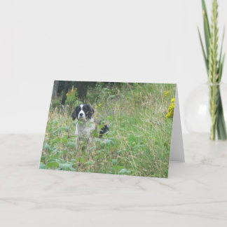 Perro de aguas de la primavera, tarjeta de