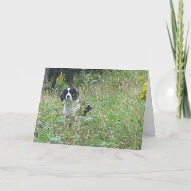 Perro de aguas de la primavera, tarjeta de (Anverso)