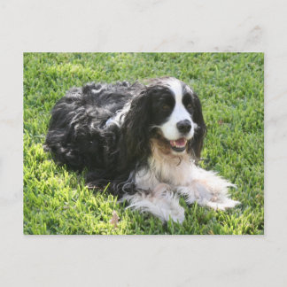 Perro de aguas de saltador inglés -- Postal