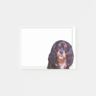 Perro de aguas King Charles negro y caoba nota adh