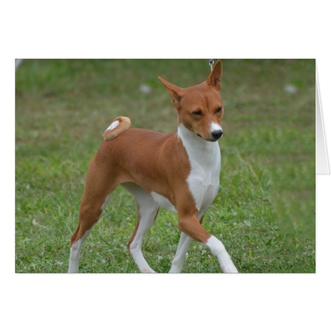 Perro de Basenji (Anverso (Horizontal))
