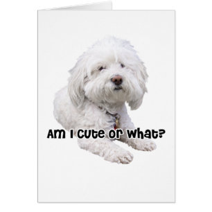 Perro de Bichon Frise