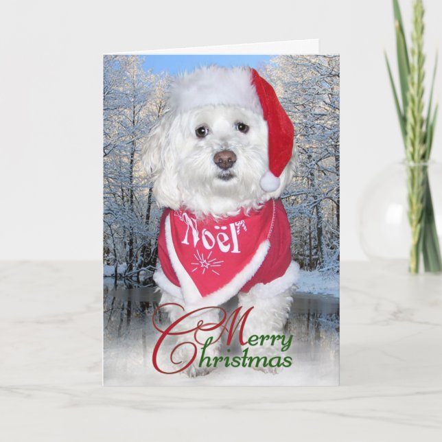 Perro de Bichon Frise del navidad (Anverso)
