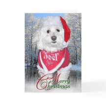 Perro de Bichon Frise del navidad