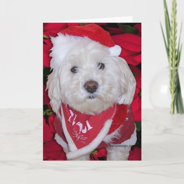 Perro de Bichon Frise del navidad (Anverso)