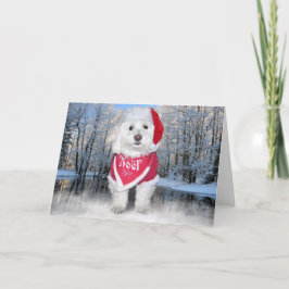 Perro de Bichon Frise del navidad