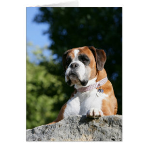 Perro de boxeador sentado en una roca