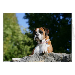 Perro de boxeador sentado en una roca
