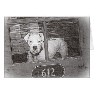 Perro de boxer blanco detrás de la puerta, negro y