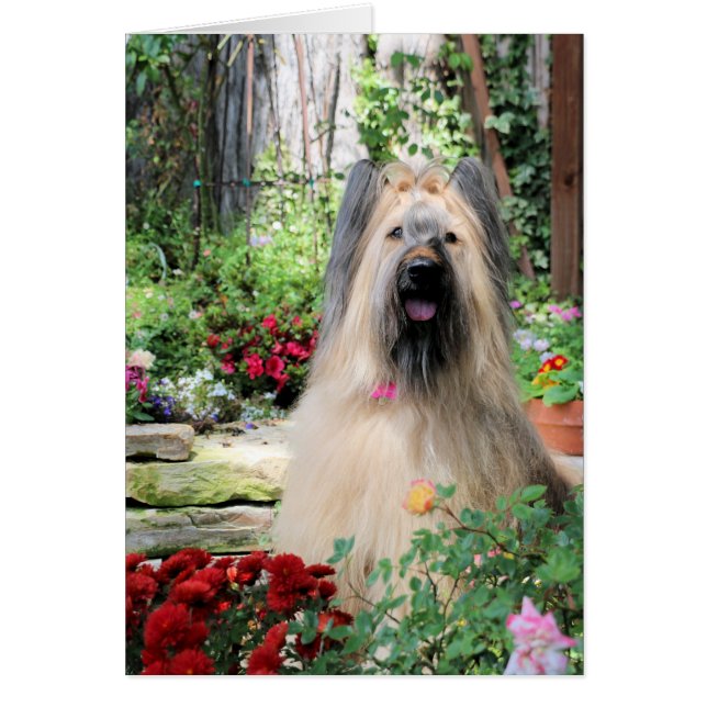 Perro de Briard en jardín de flores (Frente)