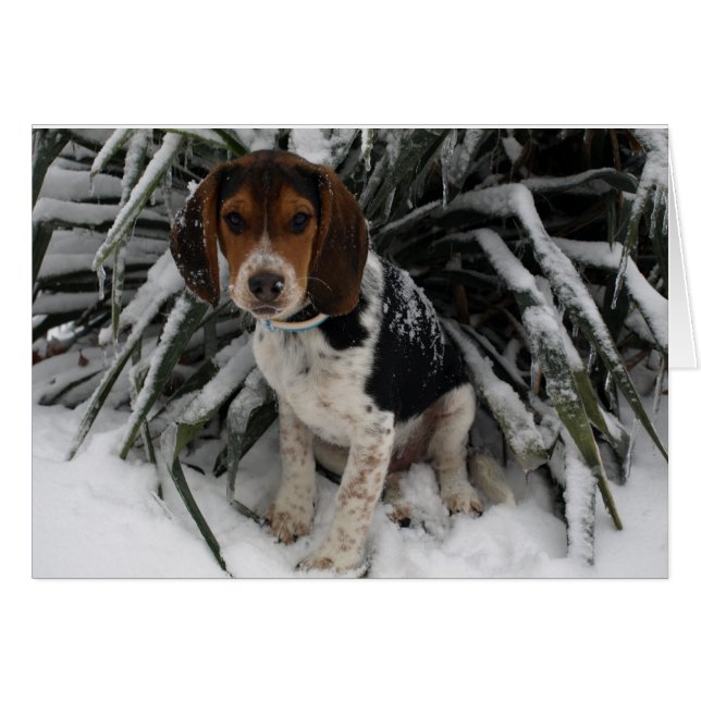 Perro de cachorro de esnoopa suave en la nieve (Anverso (Horizontal))