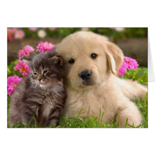 Perro De Cachorro De Oro Y Gatito En Blanco