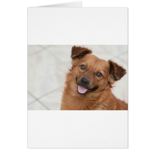 Perro de cachorro marrón feliz (Frente)