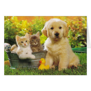 Perro De Cachorro Y Gatitos En Blanco