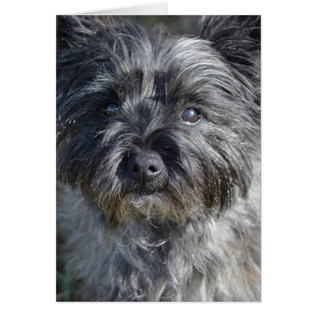 Perro de Cairn Terrier (Frente)