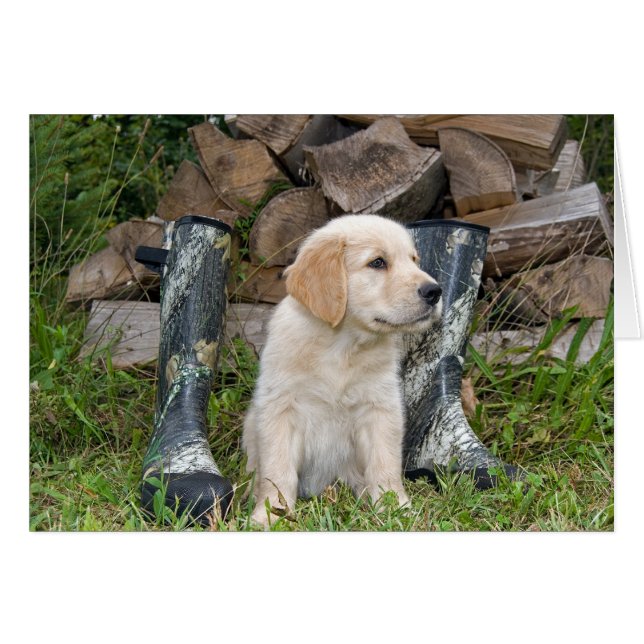 Perro de caza (Anverso (Horizontal))