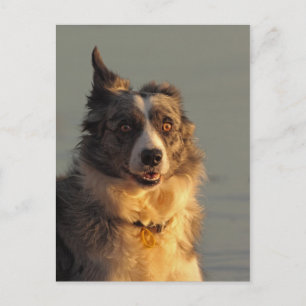 Perro de color de borde con postal de ejecución