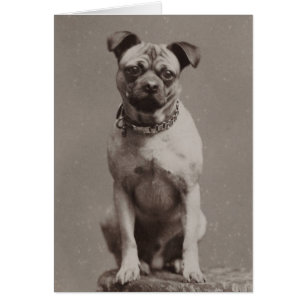 Perro de época