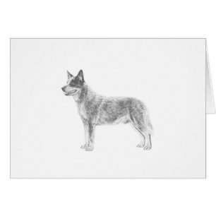 Perro de ganado australiano