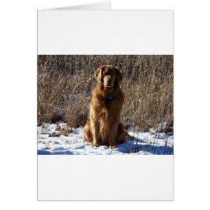 Perro de Golden Retriever
