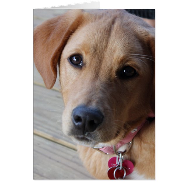 Perro de Golden Retriever (Frente)